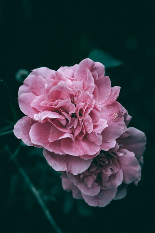 粉紅色花園玫瑰與雨滴的特寫