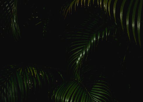 墨西哥热带植物的叶子郁郁葱葱，呈现深绿色