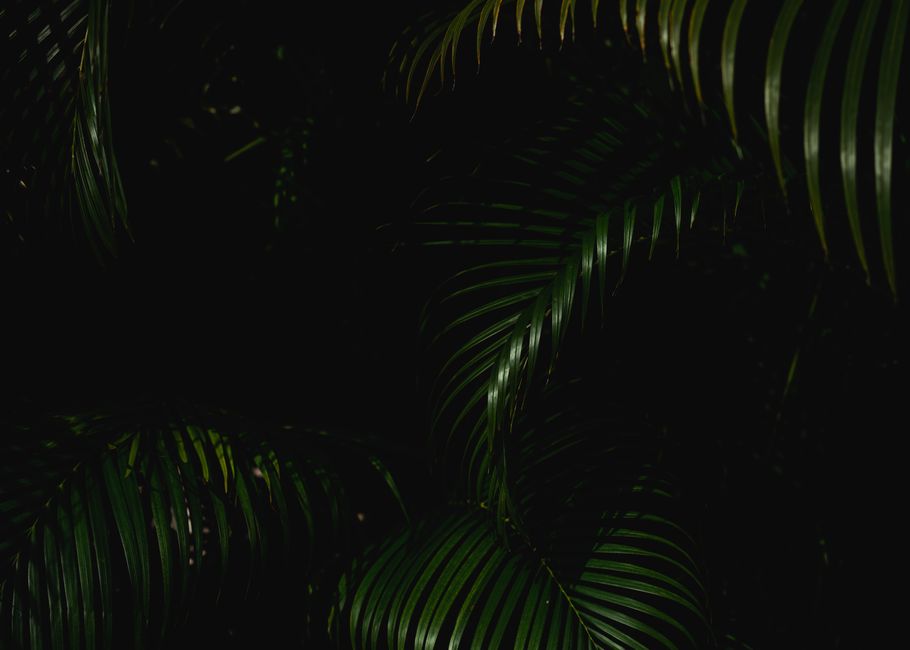 Moody image of lush tropical plants with dark green leaves in Mexico.