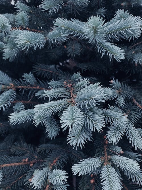 녹색 침엽수 나무의 얕은 초점 사진