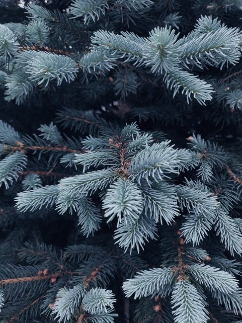 Close-up of snow-covered evergreen branches showcasing winter beauty.
