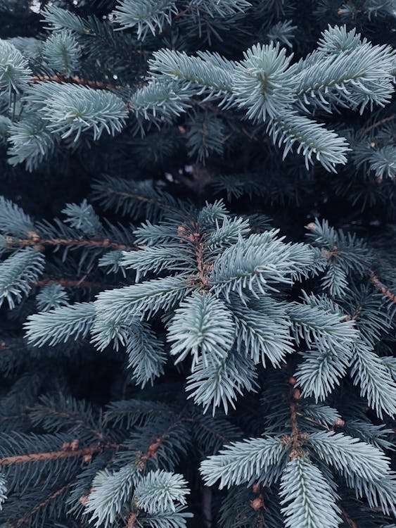 Ondiepe Focusfotografie Van Groene Naaldboom