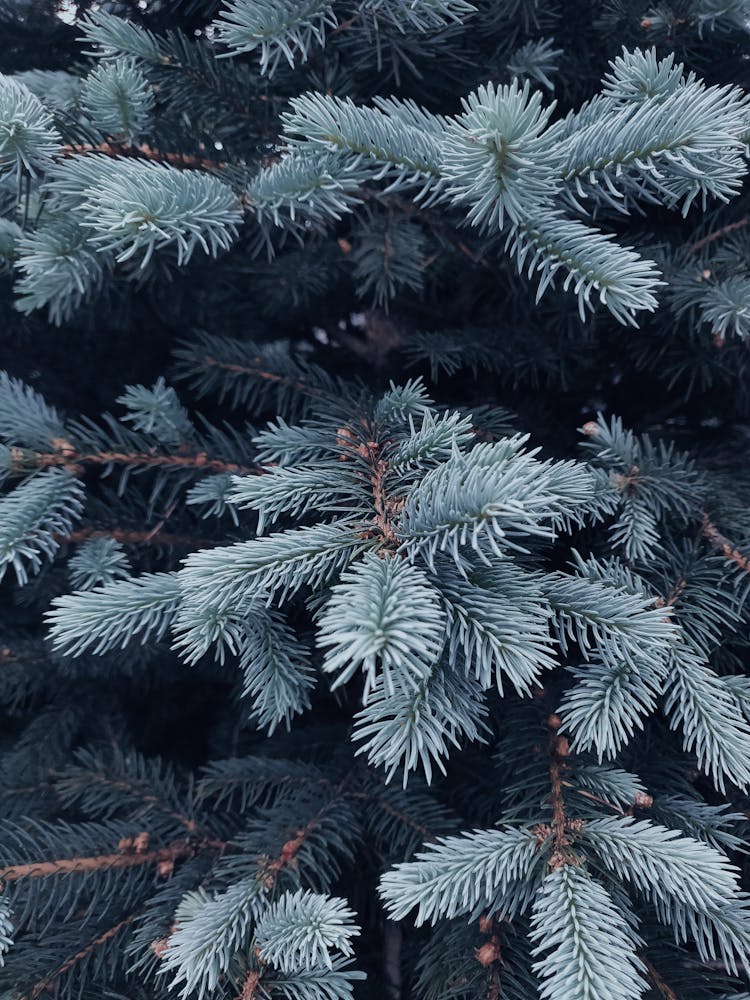 Shallow Focus Photography Of Green Coniferous Tree