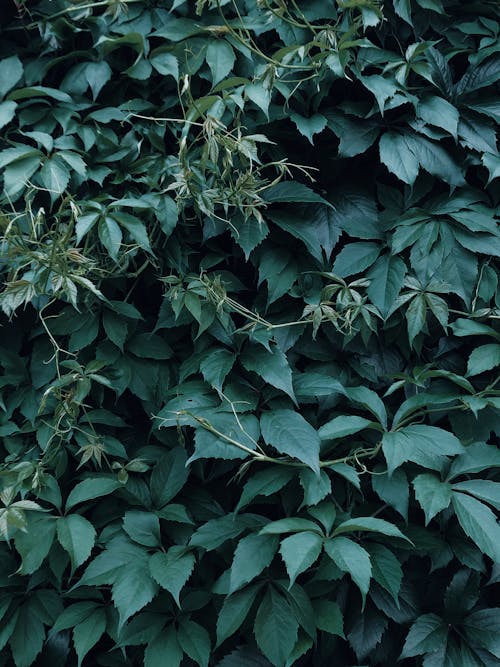 Foto De Folhas Verdes Escuras