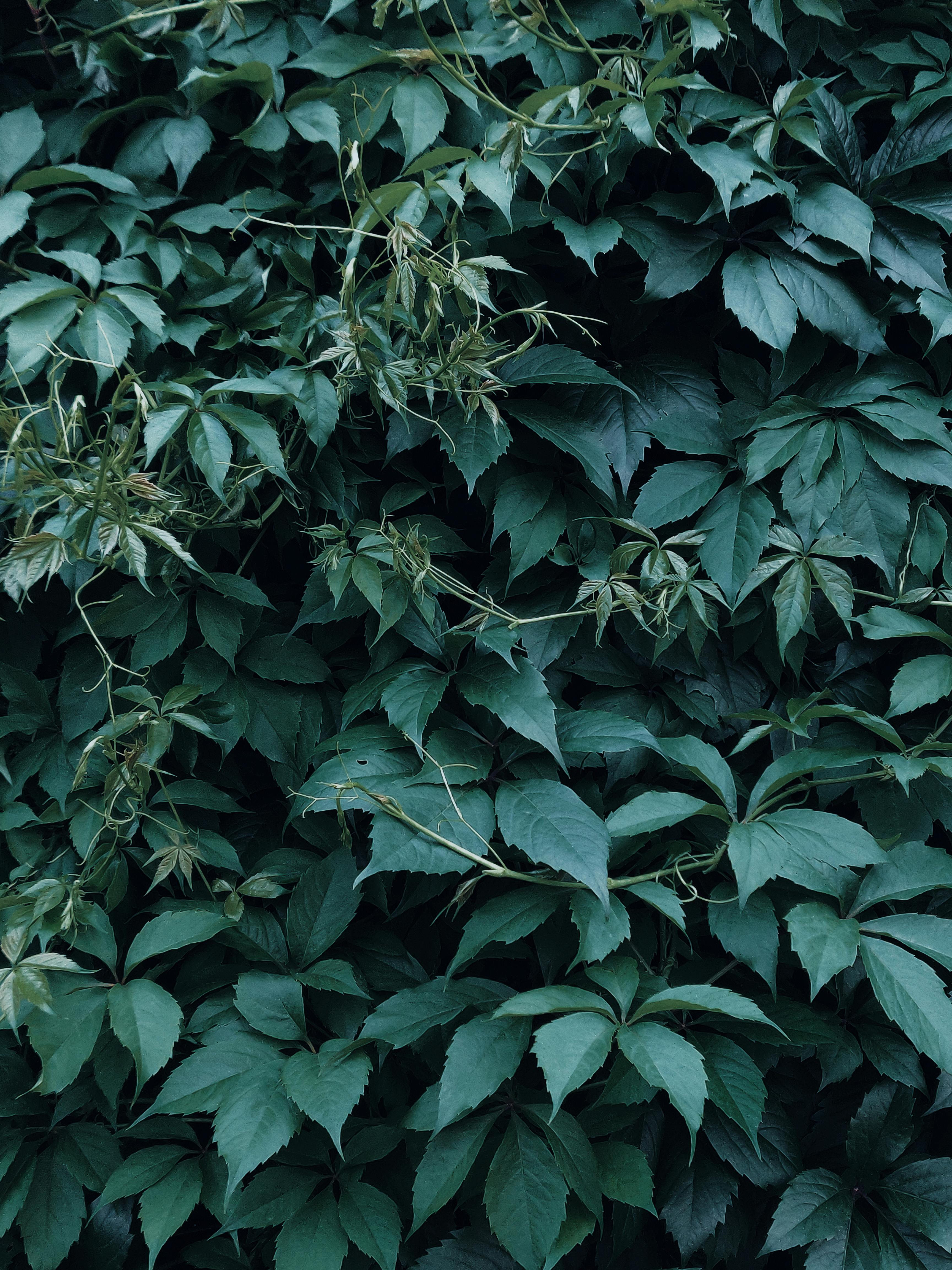 Photo of Dark Green Leaves · Free Stock Photo