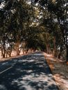 夏日晴朗，一条美丽的道路两旁绿树成荫，显得格外宁静