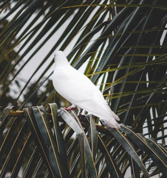一只白鸽静静地栖息在郁郁葱葱的棕榈叶上，这张照片拍摄于印度楠杜鲁