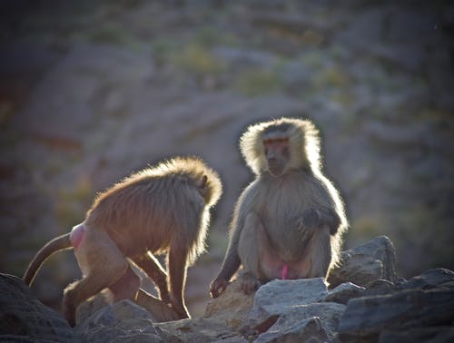 Free stock photo of baboon, couple, monkey Stock Photo