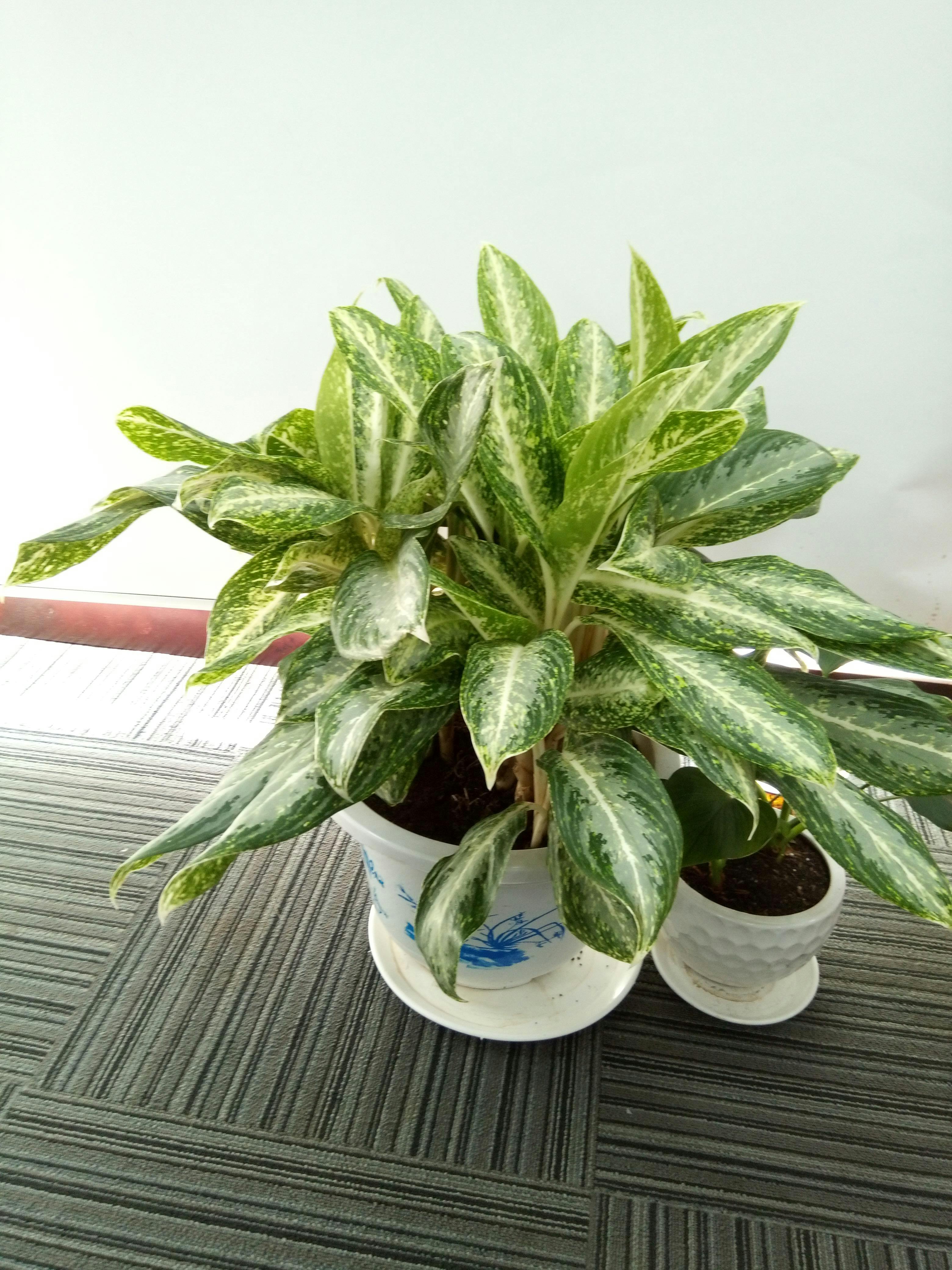 Khanh Nguyen Fotografía