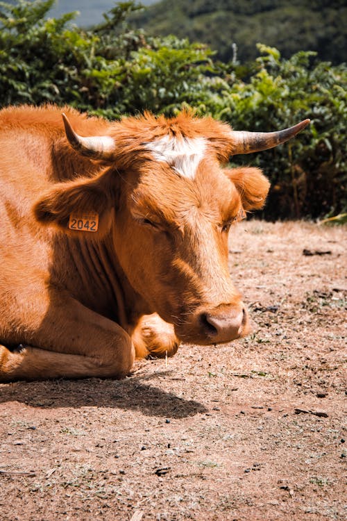 Základová fotografie zdarma na téma býk, clooud, farma