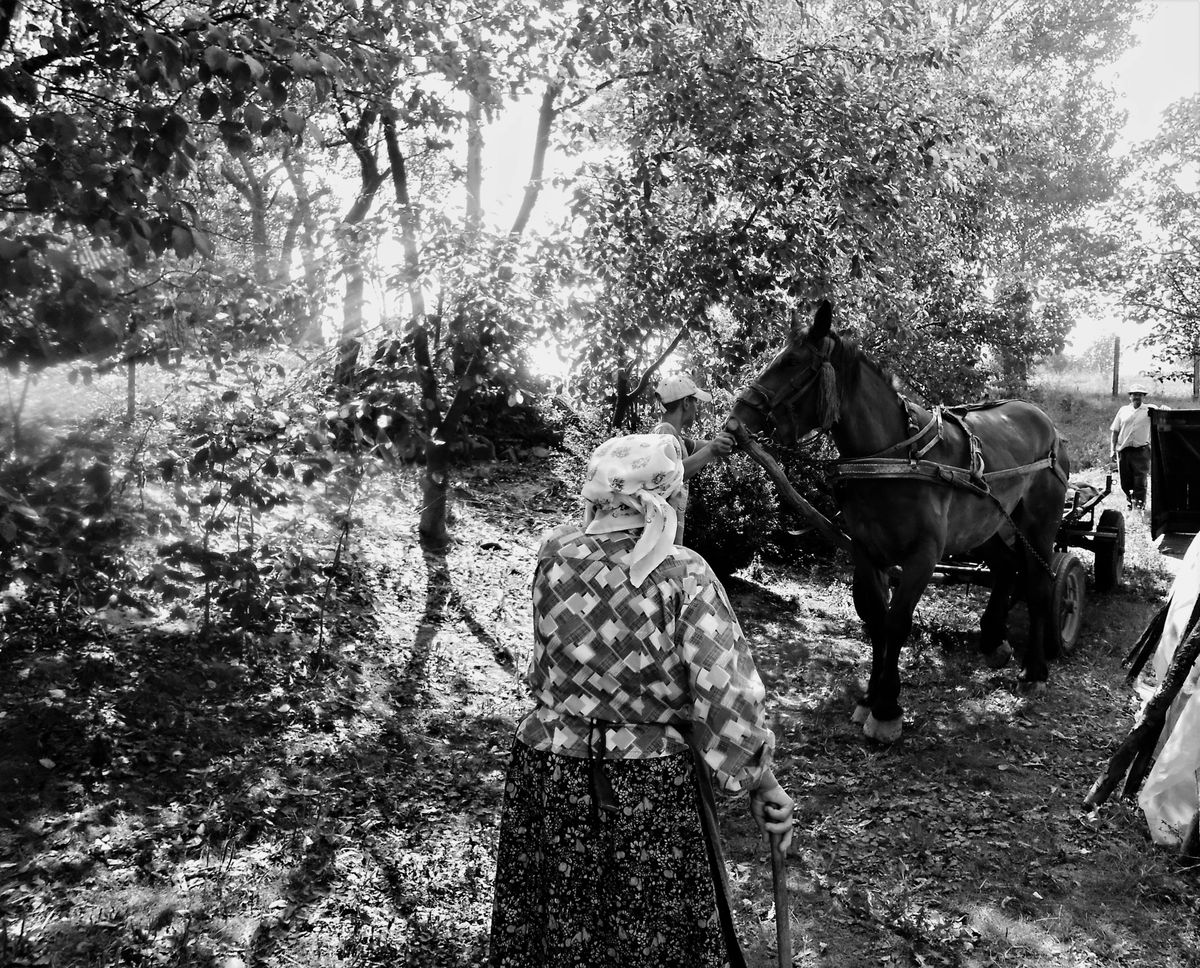 Femeie cu basma langa un cal inhamat la caruta, alb-negru
