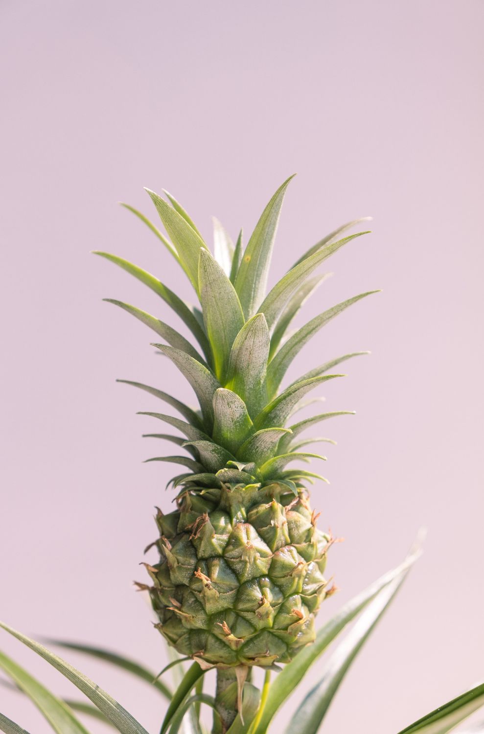 Fruta De Piña Verde · Fotos de stock gratuitas