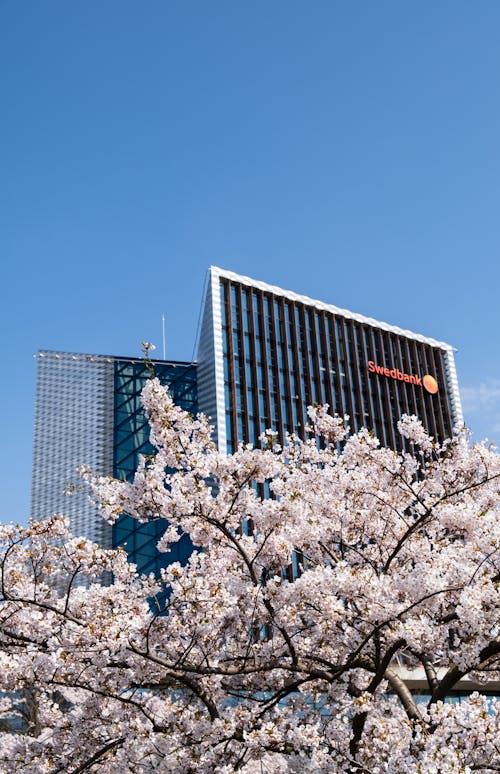 スウェドバンクの高層ビルの前の桜のローアングル写真