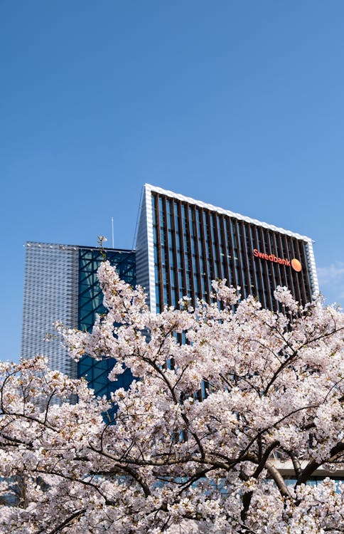Free Low Angle Photo of Cherry Blossom In Front of a Swedbank High-rise Building Stock Photo