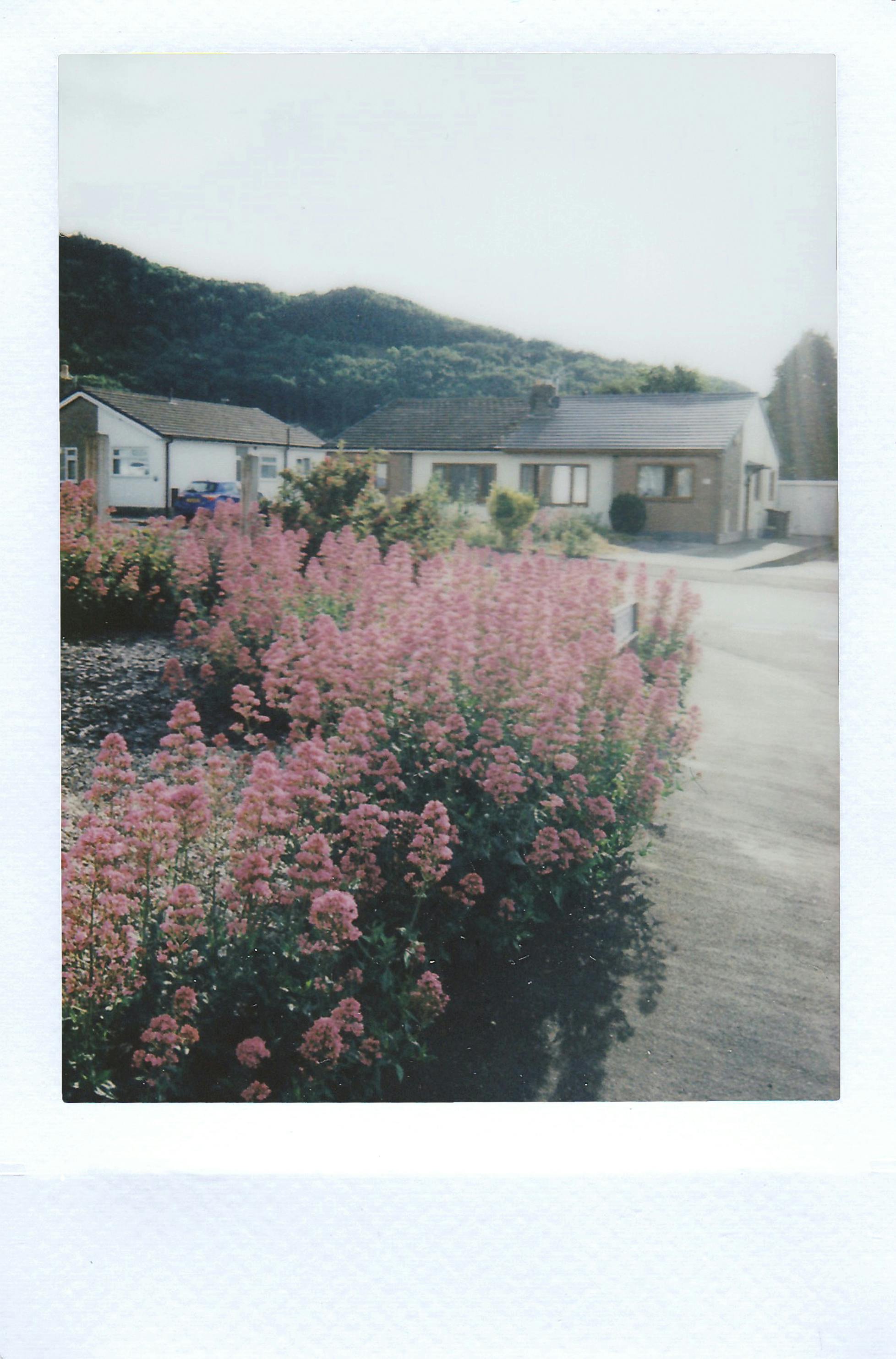 pink flowered hedge plants