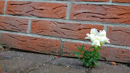 Free stock photo of brick wall, flower, masonry