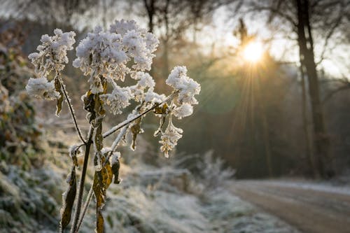 Free Snow Covered Flower Stock Photo
