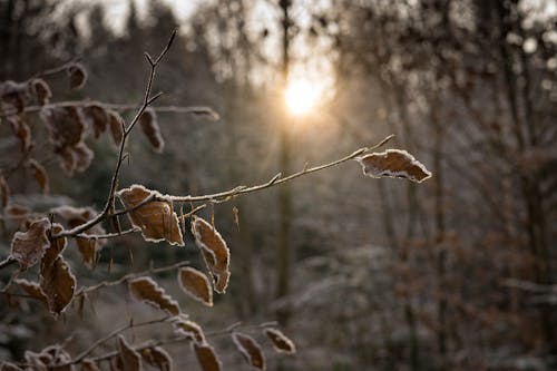 Selective Focus Photography of Dry Leaf