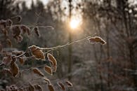 在宁静的冬季森林中，阳光穿过霜冻的树枝