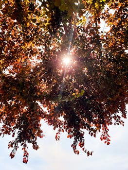 阳光透过秋叶，捕捉秋天的本质