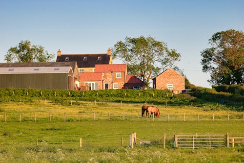 Cheval Brun Près De La Maison