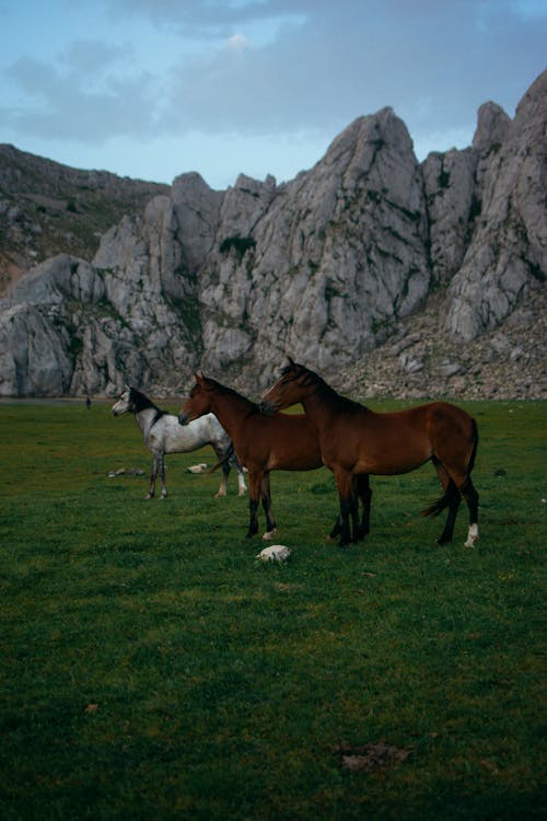Two Brown Horses and Grey