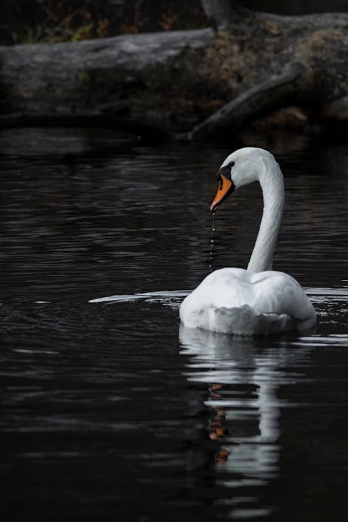 Shallow Focus Foto Di Swan Sul Corpo Di Acqua