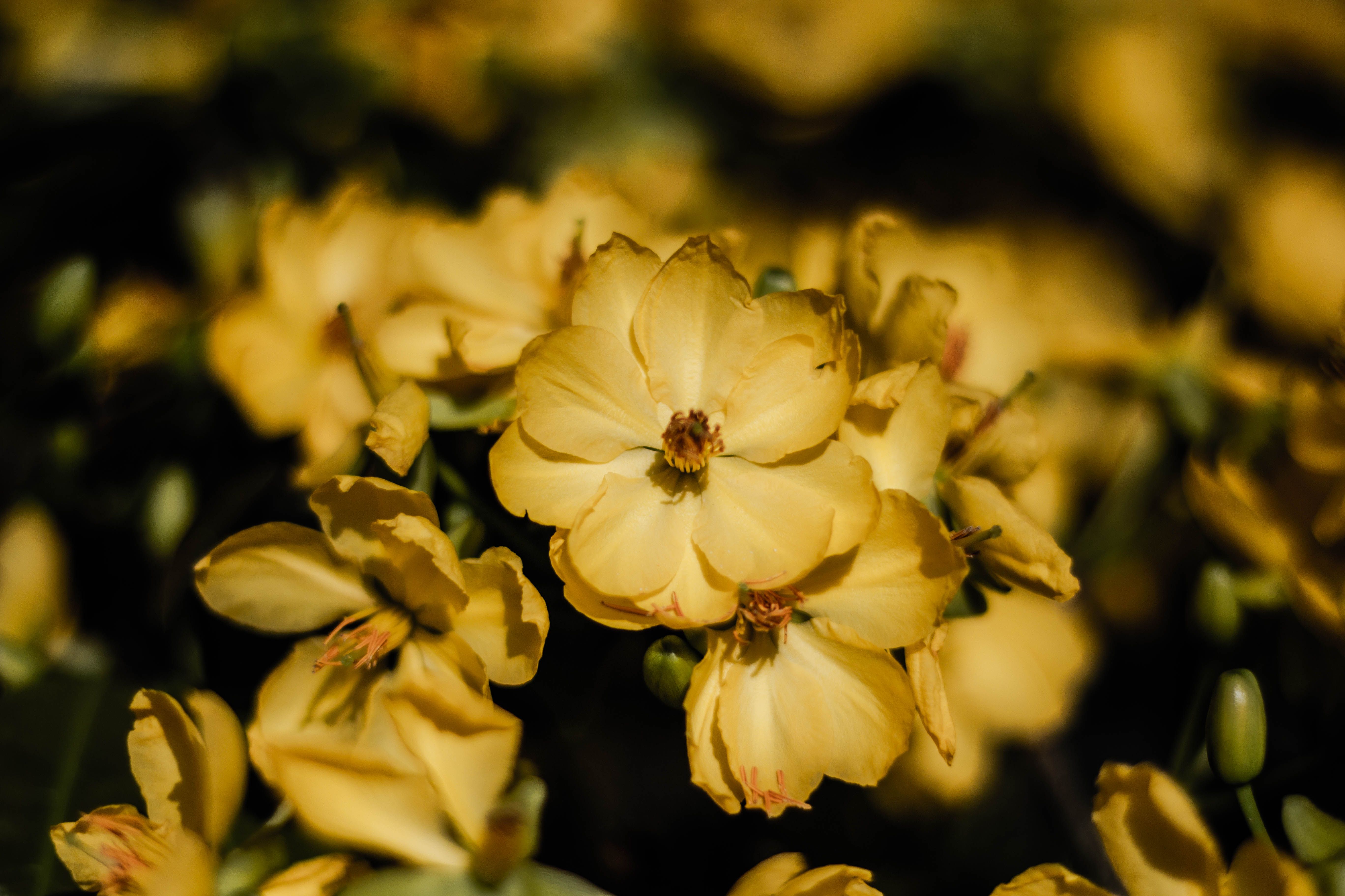 Gratis lagerfoto af baggrund, blomst, gul Lagerfoto