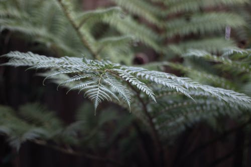 Free stock photo of green, leaf, peace