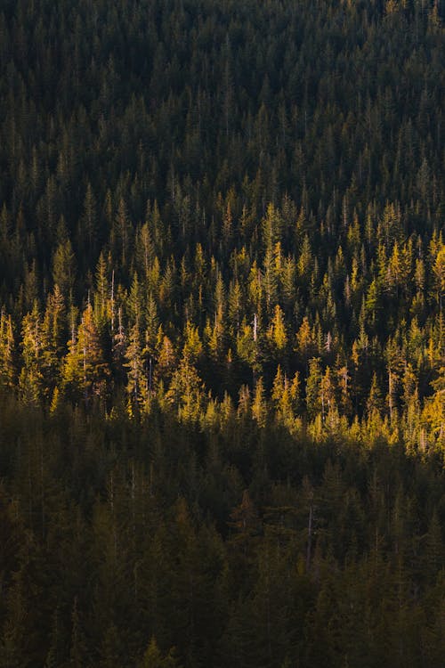 Бесплатное стоковое фото с вертикальный выстрел, лес, освещенный солнцем