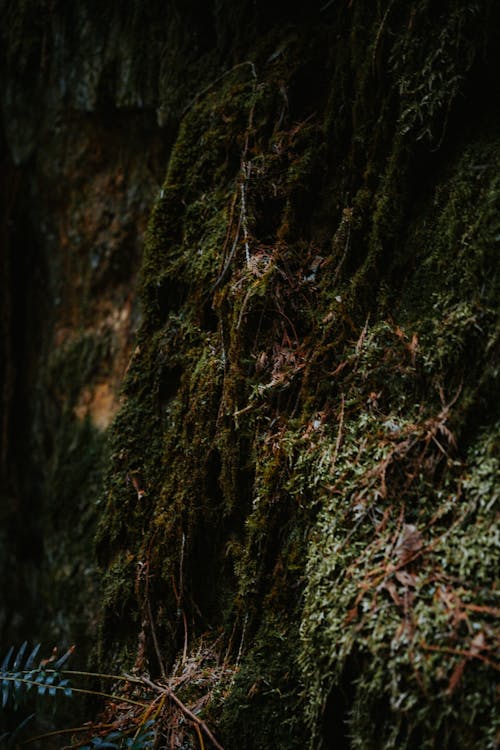 A moss covered rock in the woods