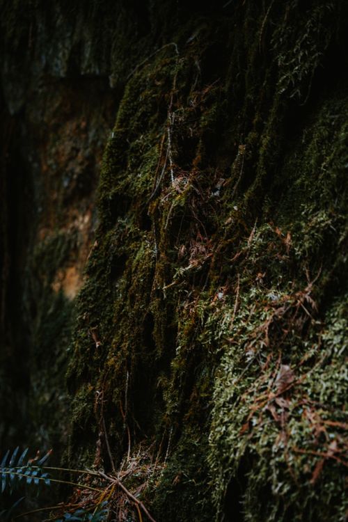 Free Detailed close-up of moss-covered tree showcasing lush forest textures. Stock Photo