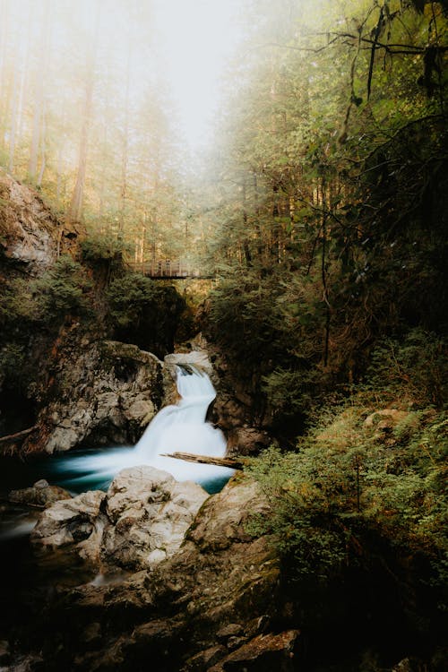 A waterfall in the woods surrounded by trees