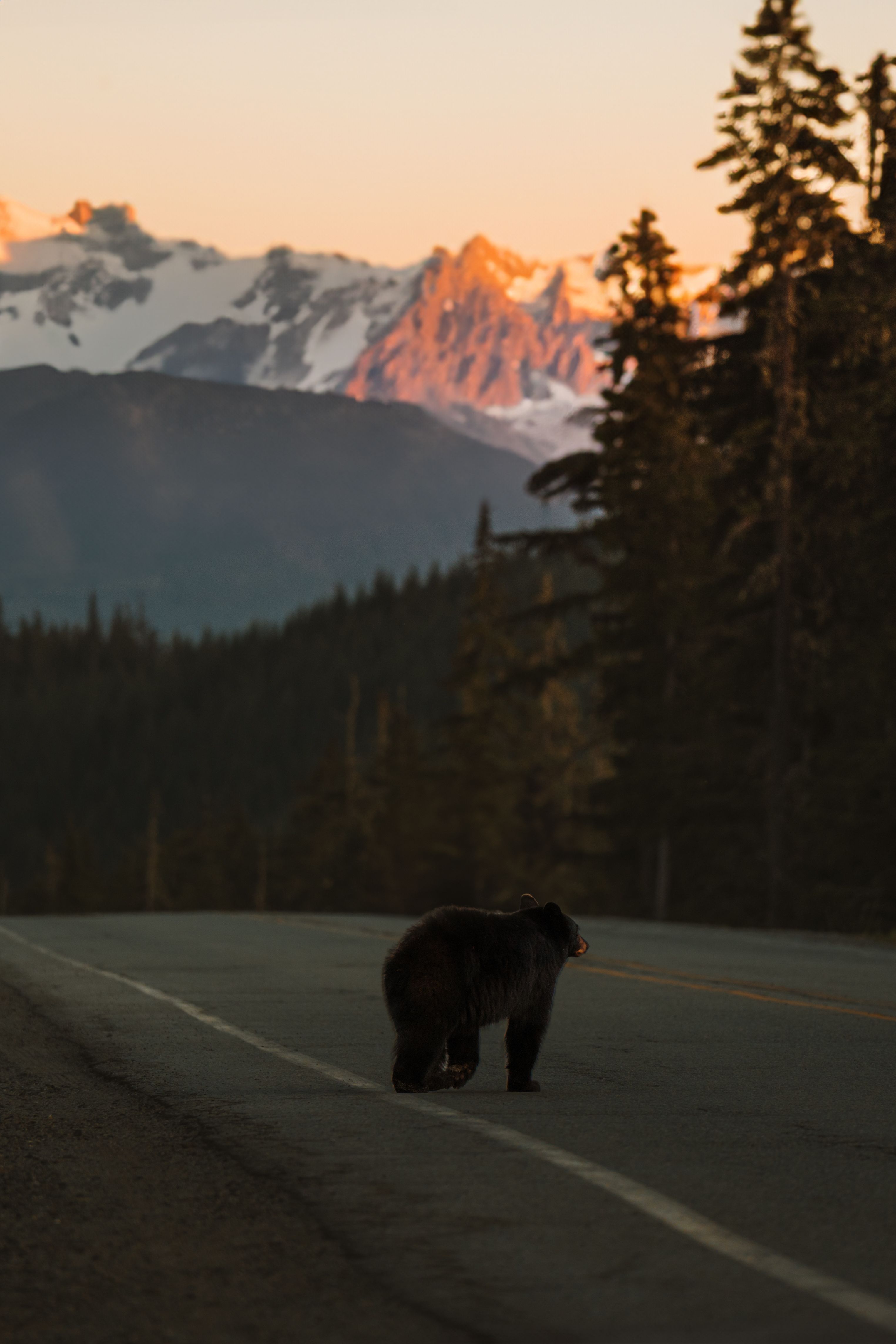 山道を歩くクマのイメージ写真