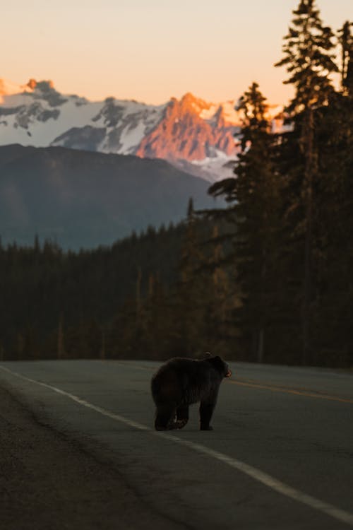 A bear walking down the road with mountains in the background