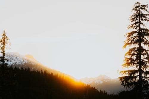 Sunset over mountains with pine trees