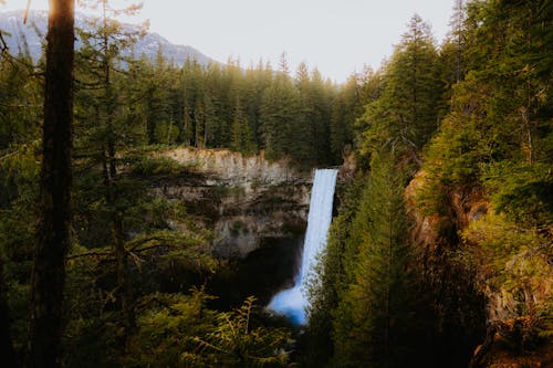 Бесплатное стоковое фото с вода, водопад, дерево