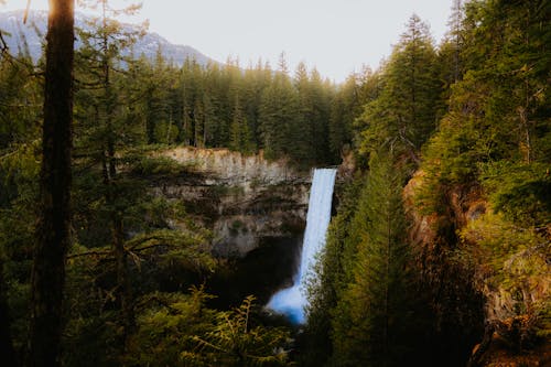 A waterfall in the woods surrounded by trees