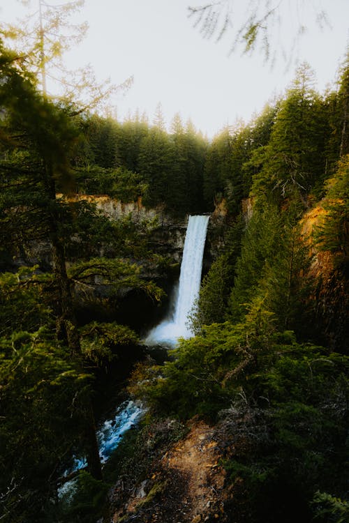 A waterfall in the woods surrounded by trees