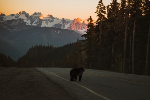 A wild bear crosses a road at sunset with a stunning mountain backdrop, highlighting the beauty of nature.