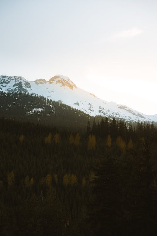 A mountain range with trees and snow covered