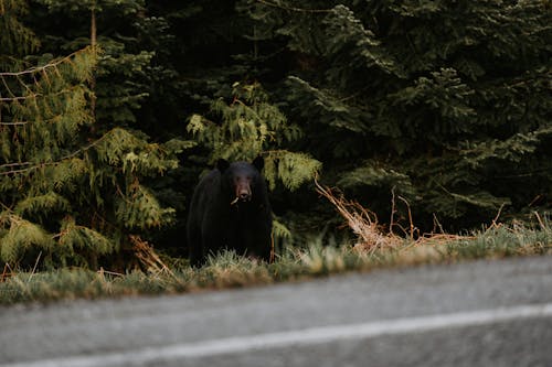 Imagine de stoc gratuită din animal, apă, arbore