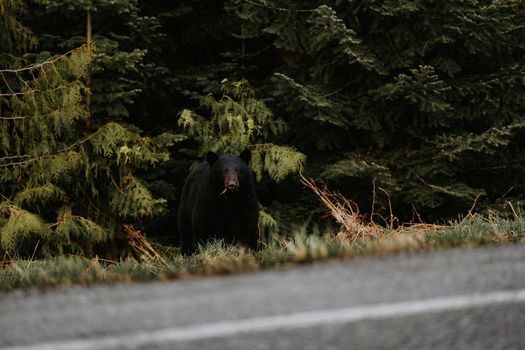 A black bear stands by an evergreen forest edge near the road, captured in stunning clarity.