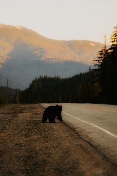 Silhouette of a bear crossing a rural road against a scenic mountain backdrop during sunset.