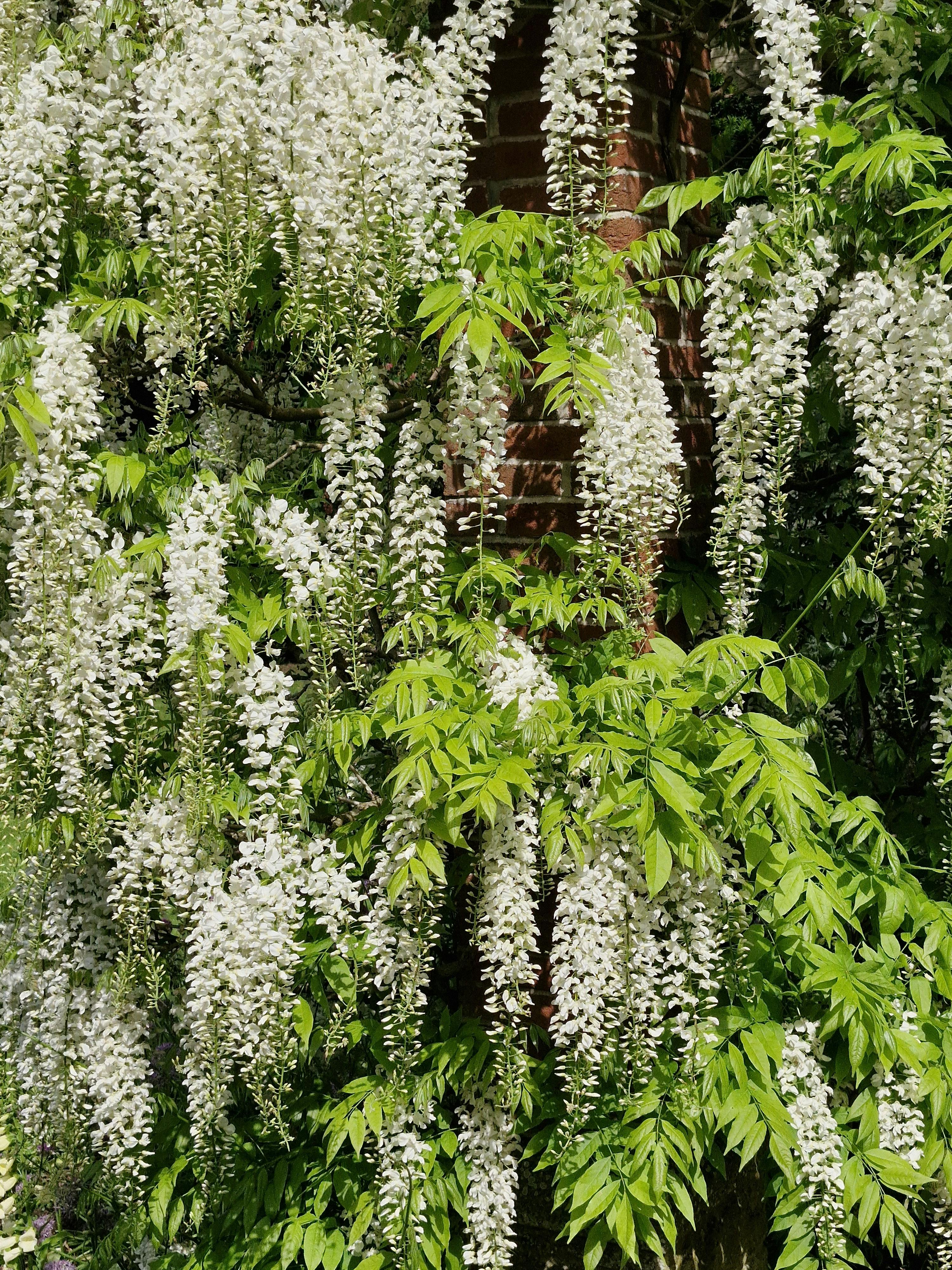 wisteria vigorous growth UK