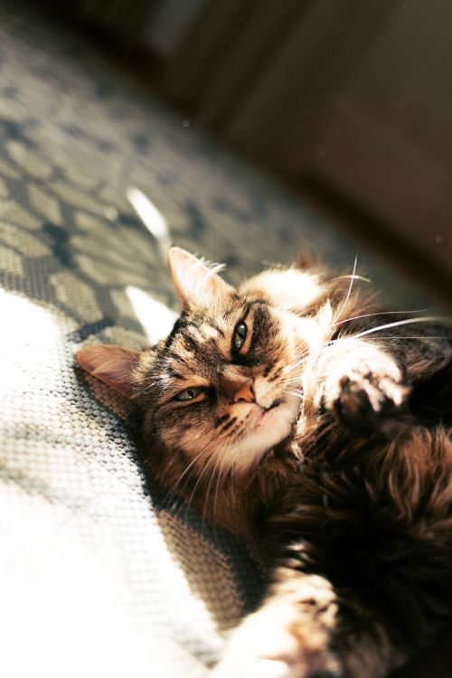 Free A tabby cat lying on a patterned carpet, basking in indoor sunlight. Stock Photo
