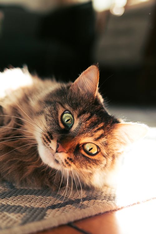 Free Close-up of a tabby cat lounging on a sunlit rug indoors. Stock Photo