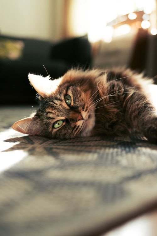 Free A tabby cat lounging on a sunlit carpet in a cozy indoor setting, capturing warmth and serenity. Stock Photo