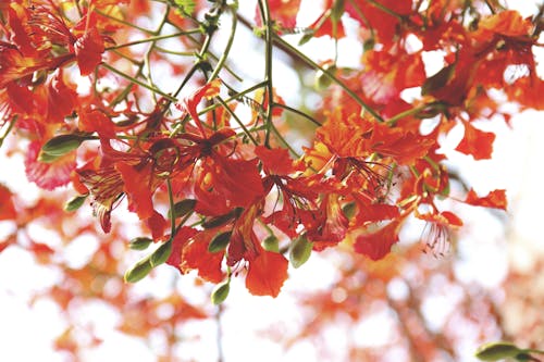 Selektive Fokusfotografie Von Roten Blumen