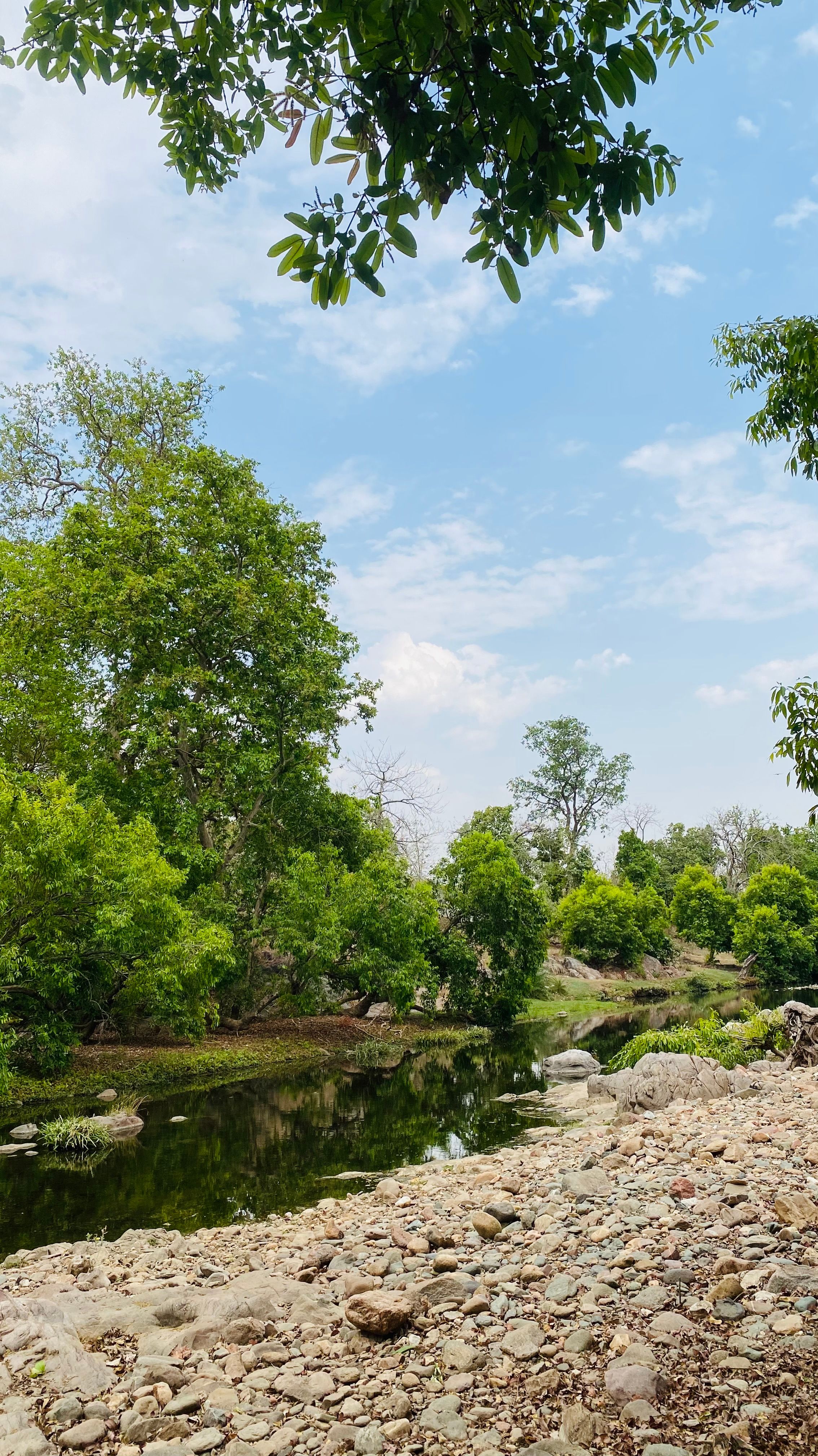 Explore a peaceful forest with a tranquil riverbank in Dhariyawad, Rajasthan, India.